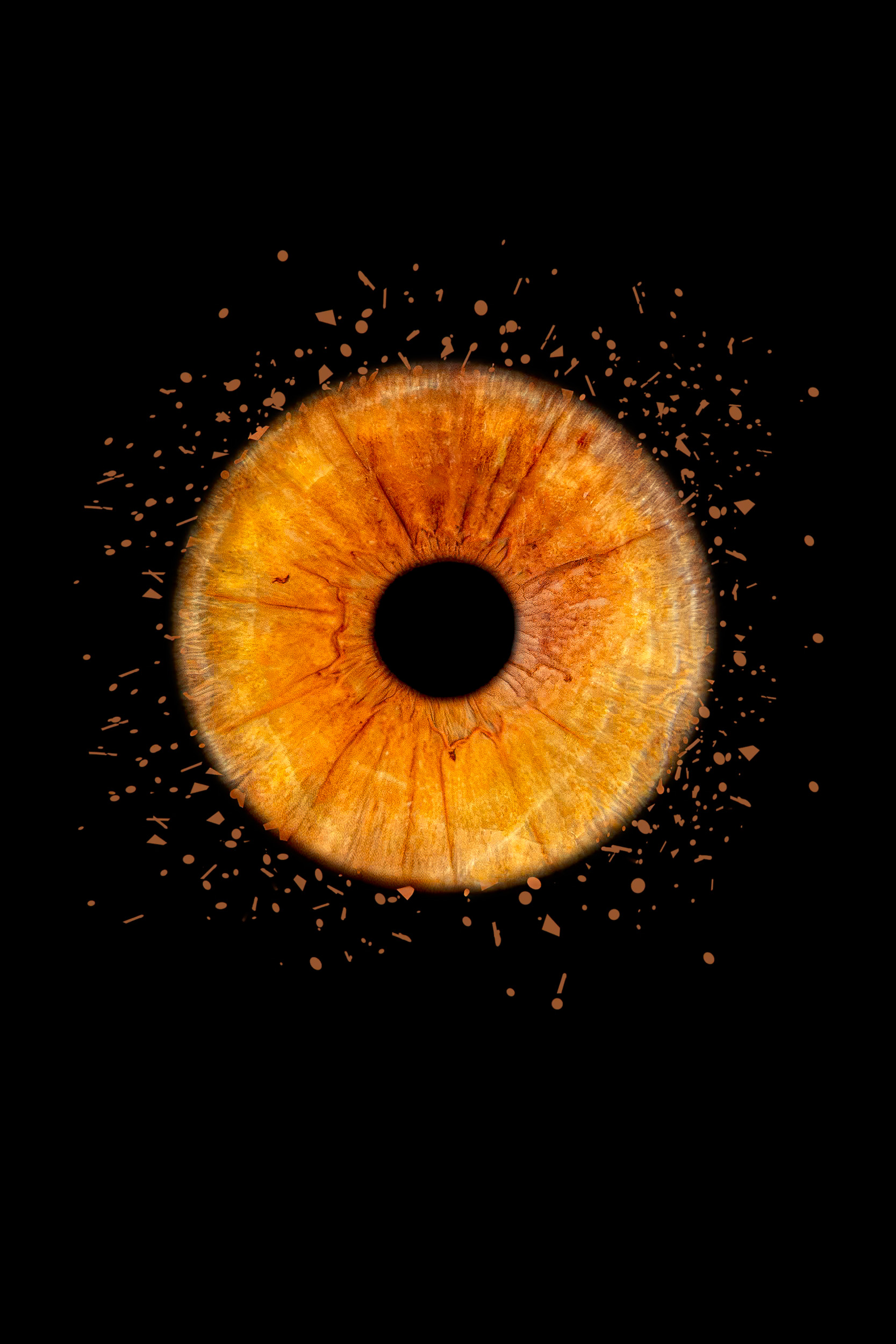 Photographie d’iris à Rue, en Baie de Somme