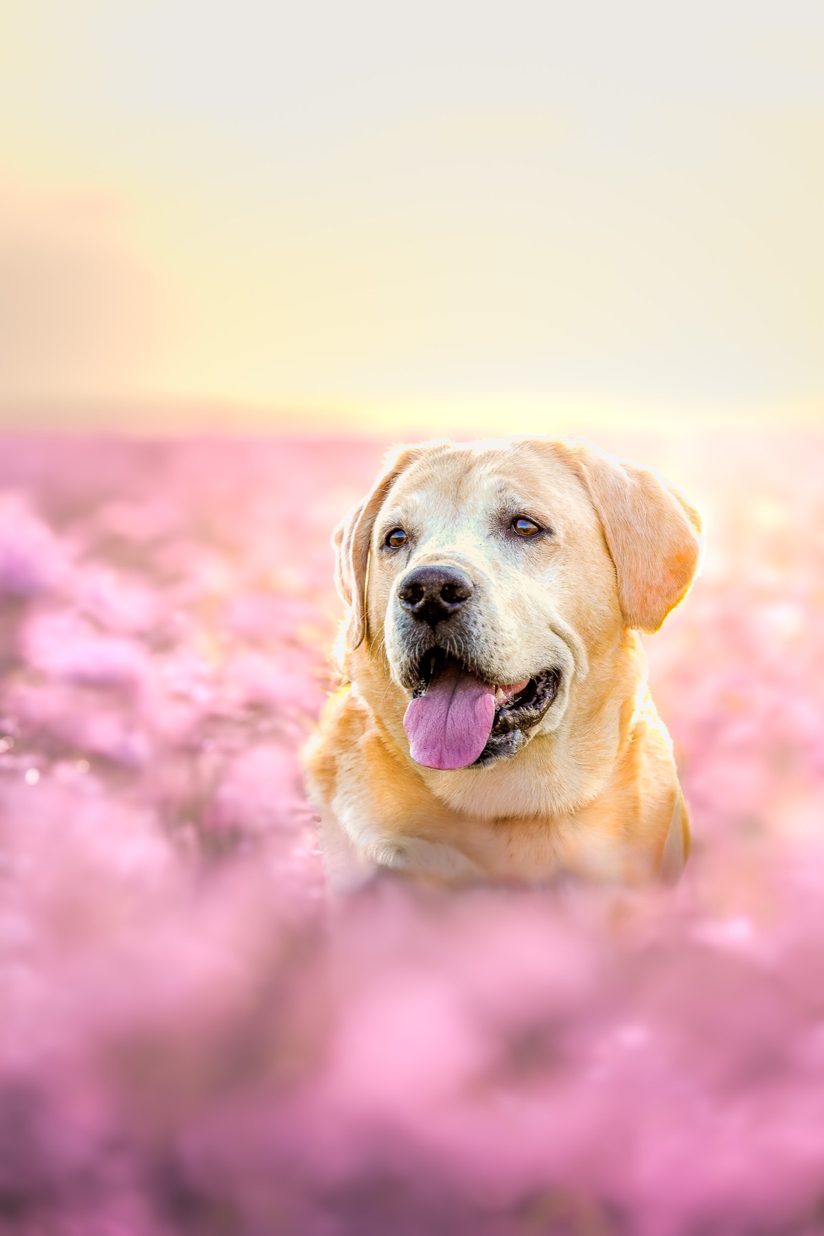 Portrait de chien dans un champ fleuri