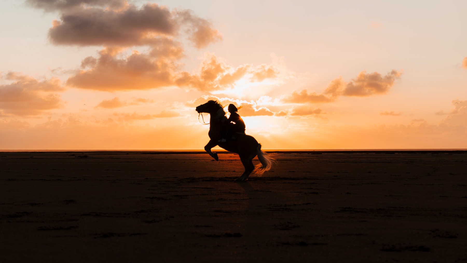 Cheval au coucher du soleil en Baie de Somme